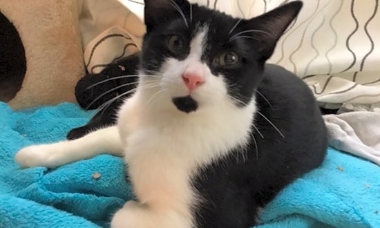 Want to adopt a pet? Here are 7 lovable kitties to adopt now in Washington
