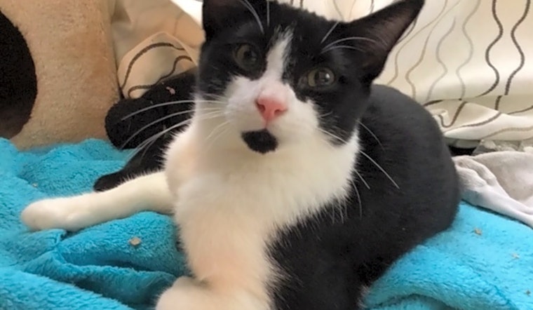 Want to adopt a pet? Here are 7 lovable kitties to adopt now in Washington