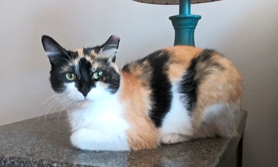 Want to adopt a pet? Here are 5 lovable kitties to adopt now in Charlotte