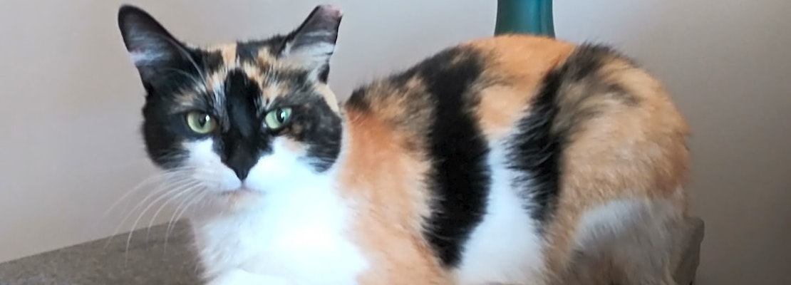Want to adopt a pet? Here are 5 lovable kitties to adopt now in Charlotte