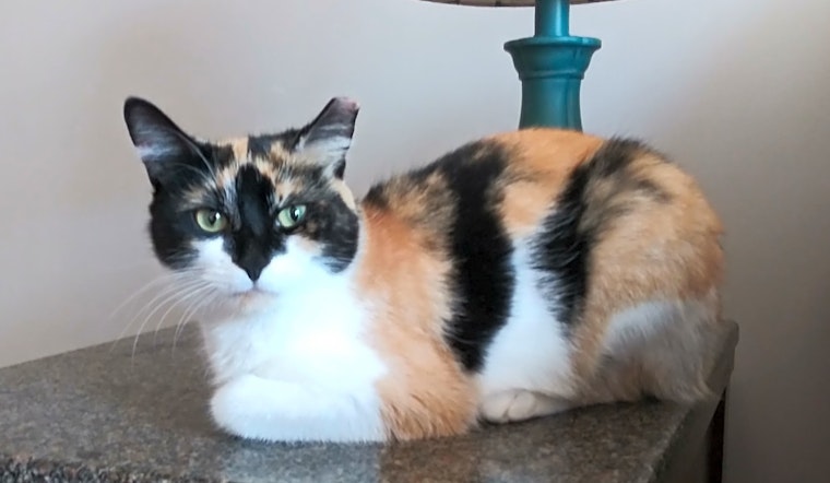 Want to adopt a pet? Here are 5 lovable kitties to adopt now in Charlotte
