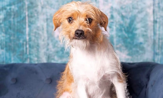 These Houston-based puppies are up for adoption and in need of a good home