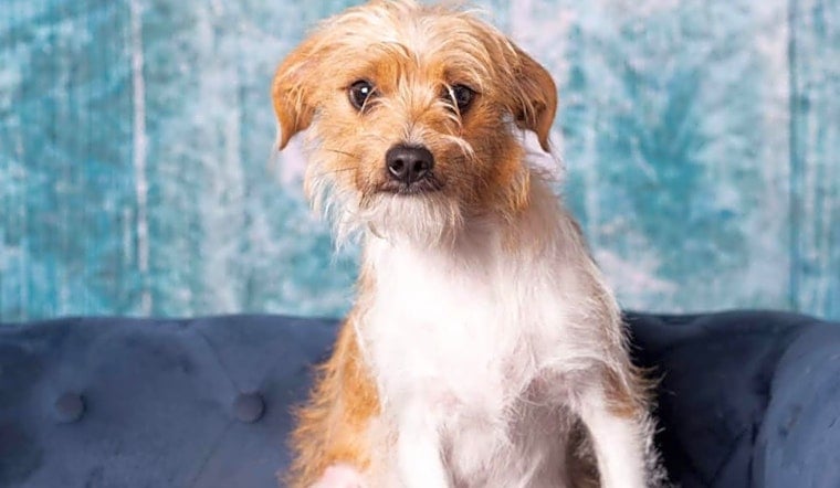 These Houston-based puppies are up for adoption and in need of a good home