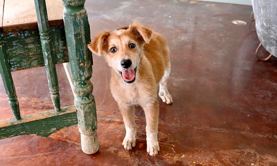 These San Antonio-based puppies are up for adoption and in need of a good home