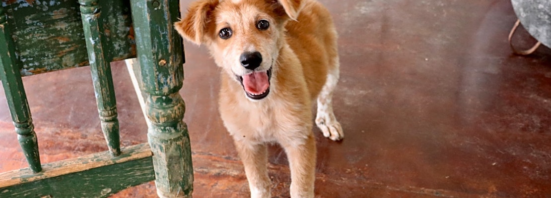 These San Antonio-based puppies are up for adoption and in need of a good home
