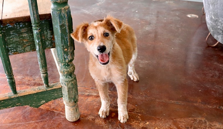 These San Antonio-based puppies are up for adoption and in need of a good home