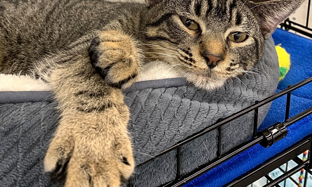 These Dallasbased cats are up for adoption and in need of good homes