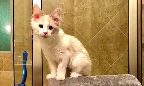 Always wanted a pet? Here are 7 cute-as-can-be kittens ready to adopt now in Fort Worth
