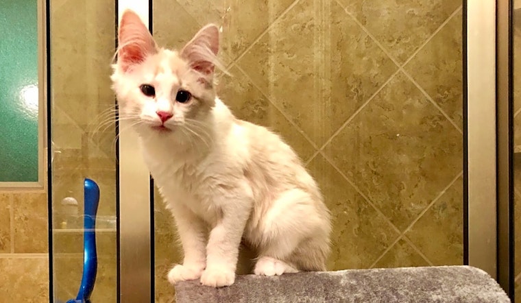 Always wanted a pet? Here are 7 cute-as-can-be kittens ready to adopt now in Fort Worth
