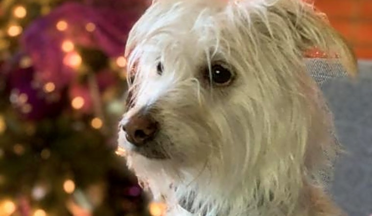 These Fresno-based doggies are up for adoption and in need of a good home