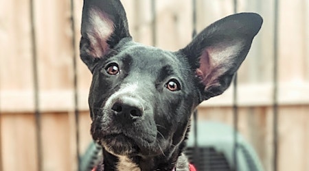 Looking to adopt a pet? Here are 4 perfect pups to adopt now in Baltimore