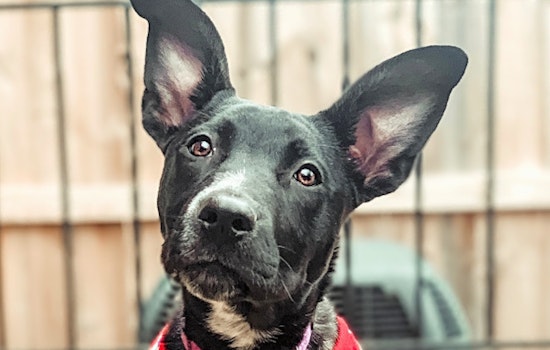 Looking to adopt a pet? Here are 4 perfect pups to adopt now in Baltimore