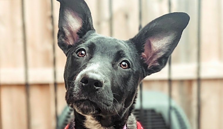 Looking to adopt a pet? Here are 4 perfect pups to adopt now in Baltimore