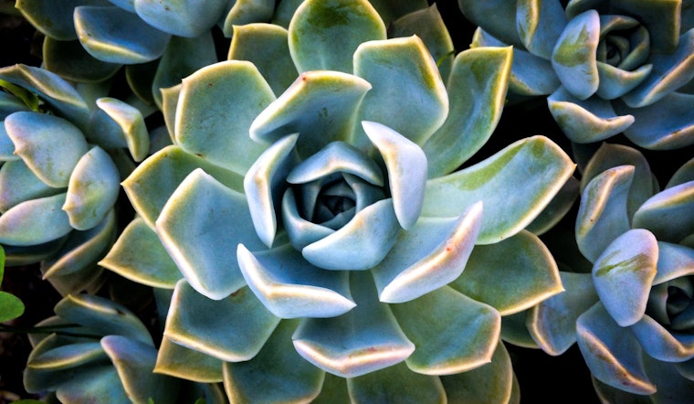 Mesa to host a variety of artsy events this week