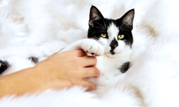 3 cheeky cats ready to adopt now in Aurora