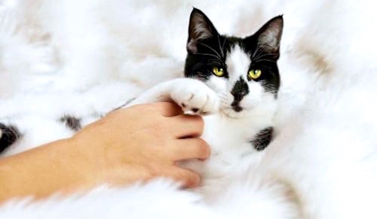 3 cheeky cats ready to adopt now in Aurora