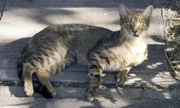 6 cute felines ready to adopt now in Denver