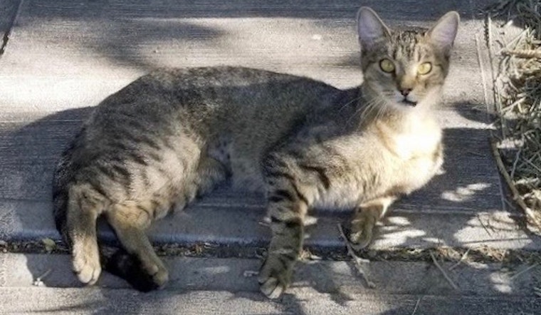 6 cute felines ready to adopt now in Denver