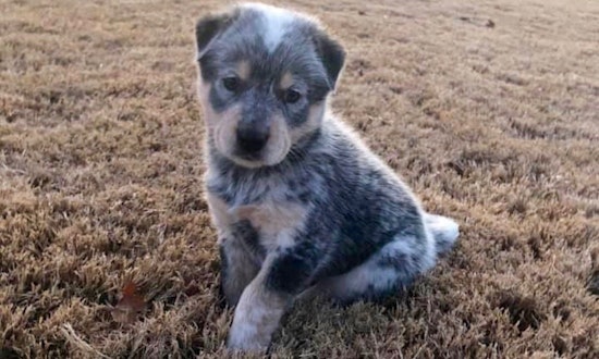 Always wanted a pet? Here are 4 perfect puppies up for adoption now in Plano