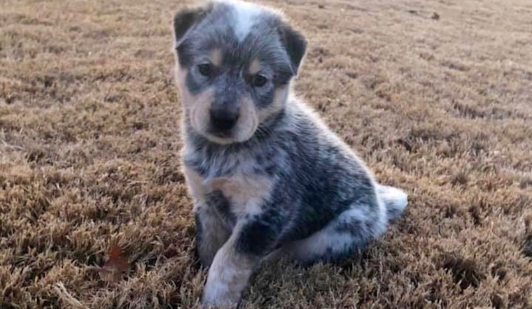 Always wanted a pet? Here are 4 perfect puppies up for adoption now in Plano