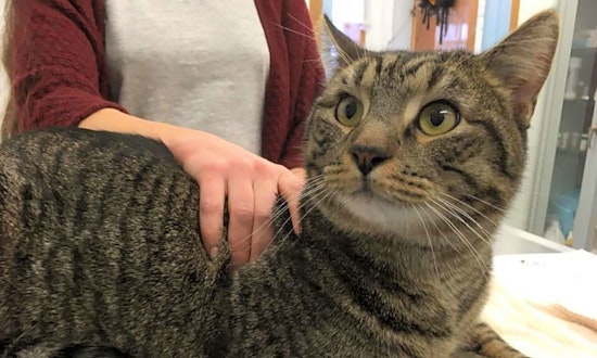 These Jersey City-based felines are up for adoption and in need of a good home