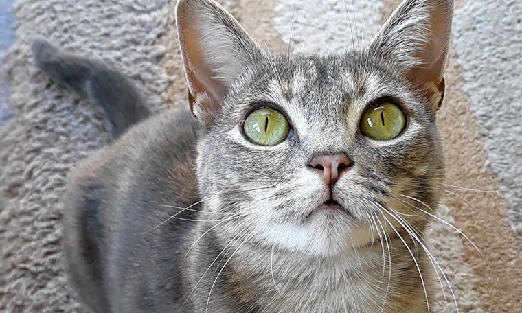 These Los Angeles-based cats are up for adoption and in need of a good home