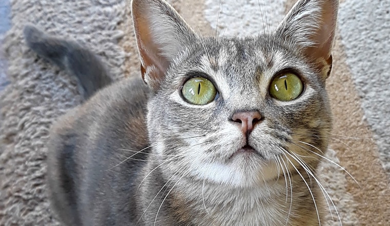These Los Angeles-based cats are up for adoption and in need of a good home