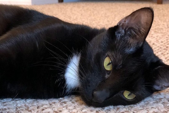 4 lovable kitties to adopt now in Miami