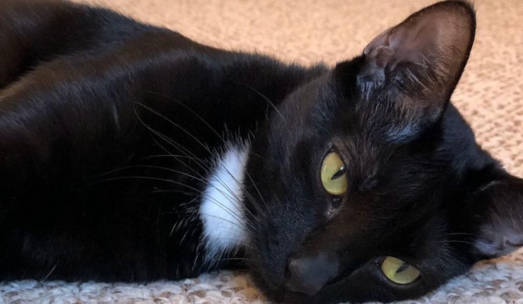 4 lovable kitties to adopt now in Miami