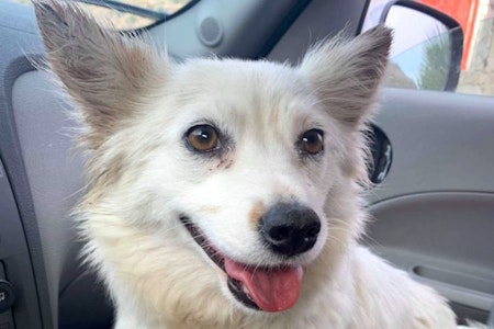 5 adorable pups to adopt in San Diego