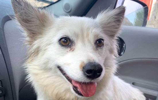 5 adorable pups to adopt in San Diego