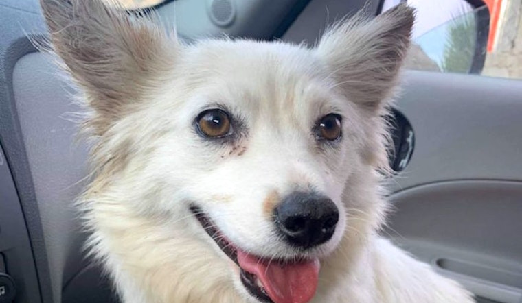 5 adorable pups to adopt in San Diego