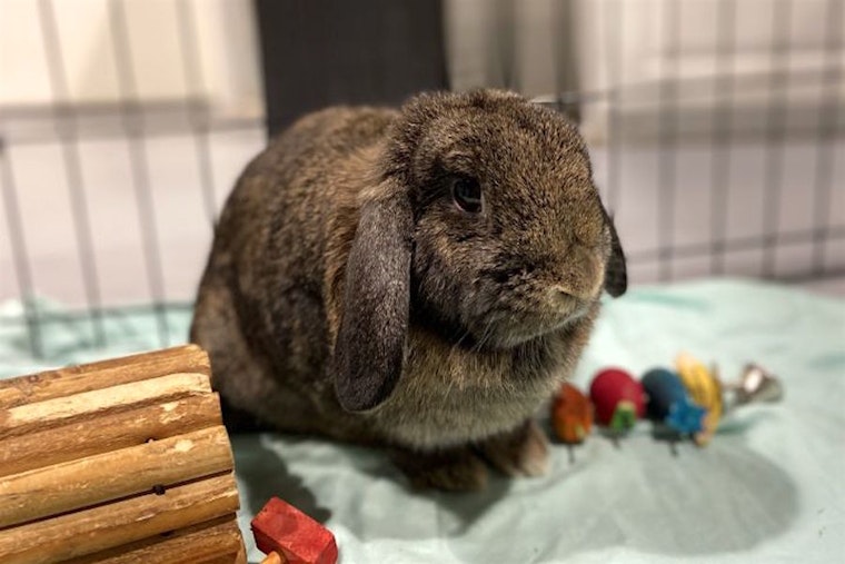 Want to adopt a pet? Here are 6 lovable pets to adopt now in Seattle