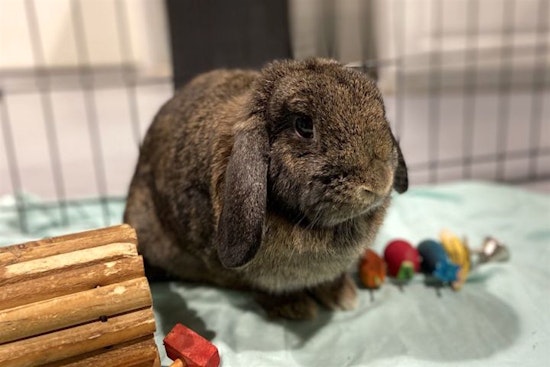 Want to adopt a pet? Here are 6 lovable pets to adopt now in Seattle