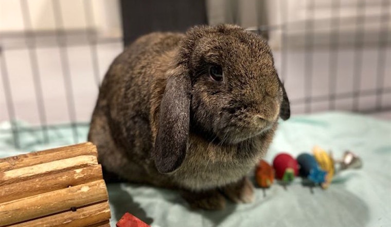 Want to adopt a pet? Here are 6 lovable pets to adopt now in Seattle
