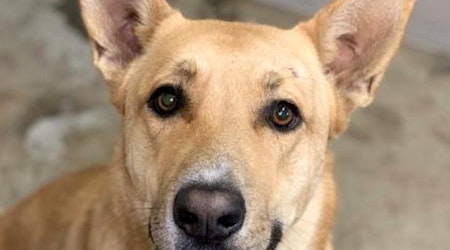 6 cuddly canines to adopt now in Sacramento
