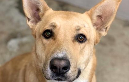 6 cuddly canines to adopt now in Sacramento