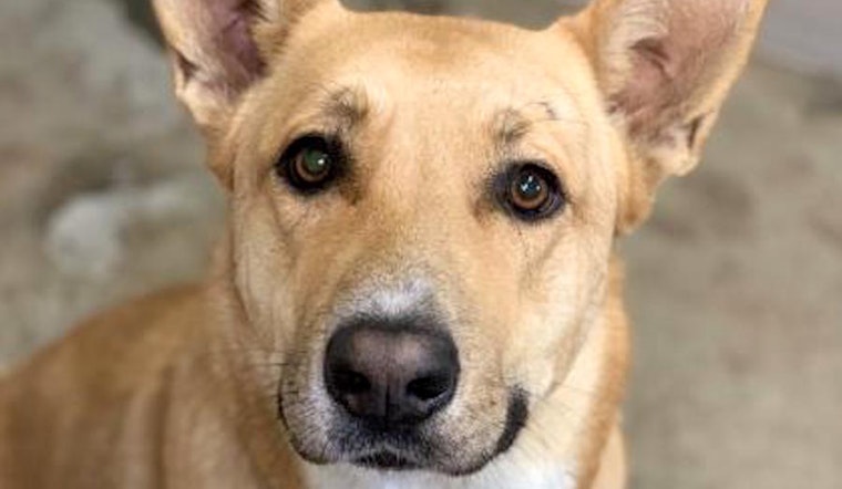 6 cuddly canines to adopt now in Sacramento