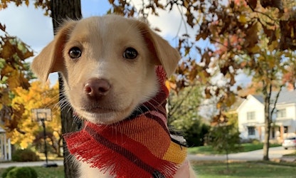 Looking to adopt a pet? Here are 3 precious puppies to adopt now in Columbus