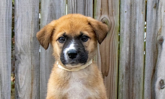 5 perfect pups to adopt now in Nashville