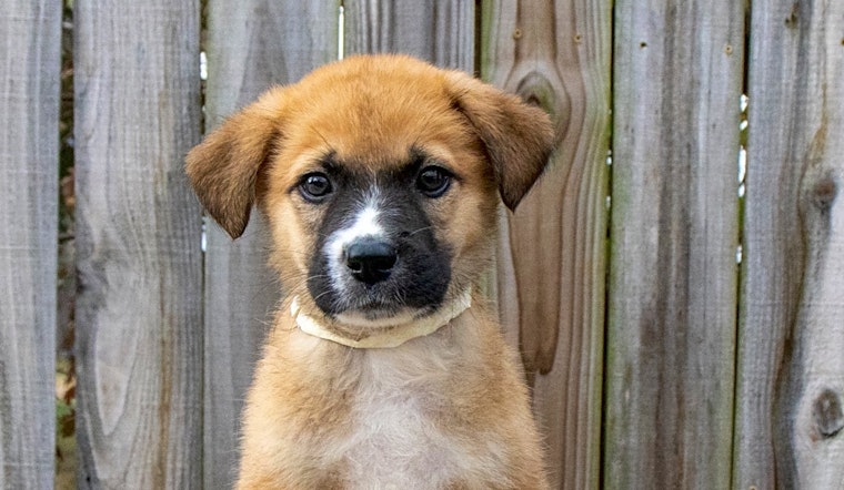 5 perfect pups to adopt now in Nashville