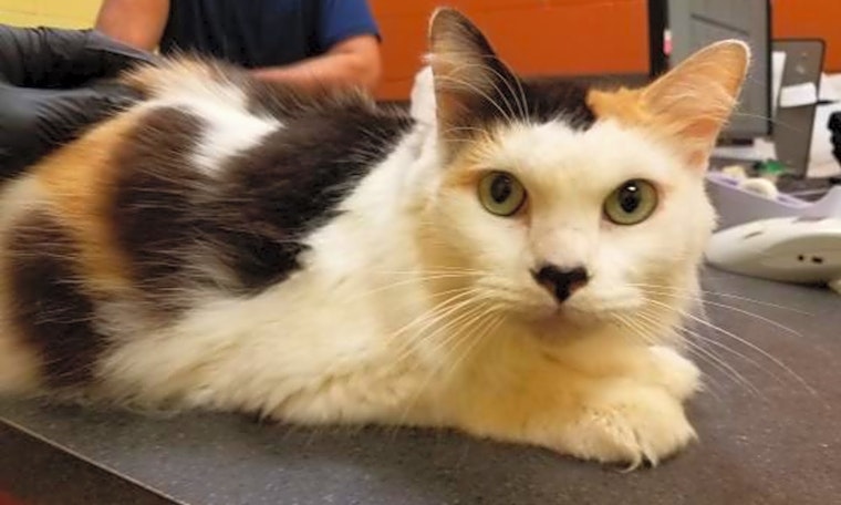 Want to adopt a pet? Here are 6 charming cats to adopt now in Orlando