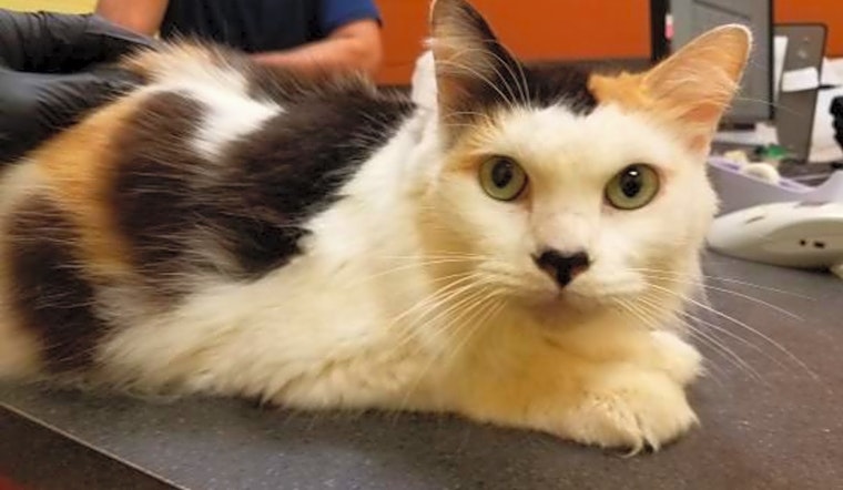 Want to adopt a pet? Here are 6 charming cats to adopt now in Orlando