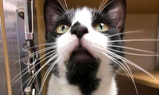 Want to adopt a pet? Here are 6 furry felines to adopt now in San Antonio