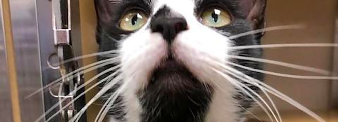 Want to adopt a pet? Here are 6 furry felines to adopt now in San Antonio