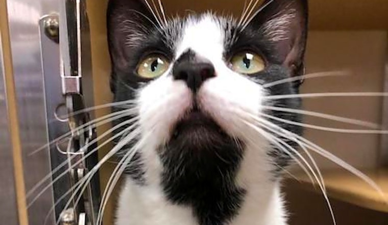 Want to adopt a pet? Here are 6 furry felines to adopt now in San Antonio