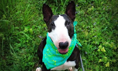These Louisville-based canines are up for adoption and in need of a good home