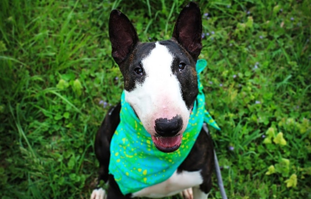 These Louisville-based canines are up for adoption and in need of a good home