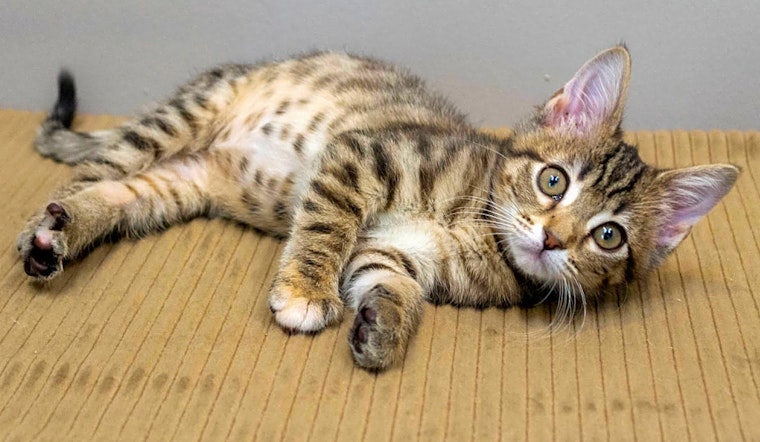 Want to adopt a pet? Here are 5 cuddly kittens to adopt now in Chicago
