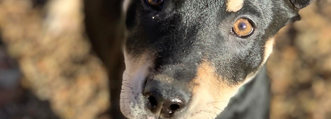 Want to adopt a pet? Here are 4 perfect pups to adopt now in Kansas City
